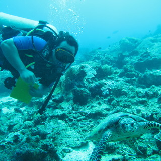 Preview image for the project: Coral Reef Monitoring