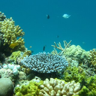 Preview image for the project: Pacific Coral Reef Action Plan 2020-2030